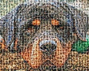 cute Dog photo mosaic made from 100 personal dog pictures